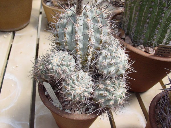 Echinopsis _glauca